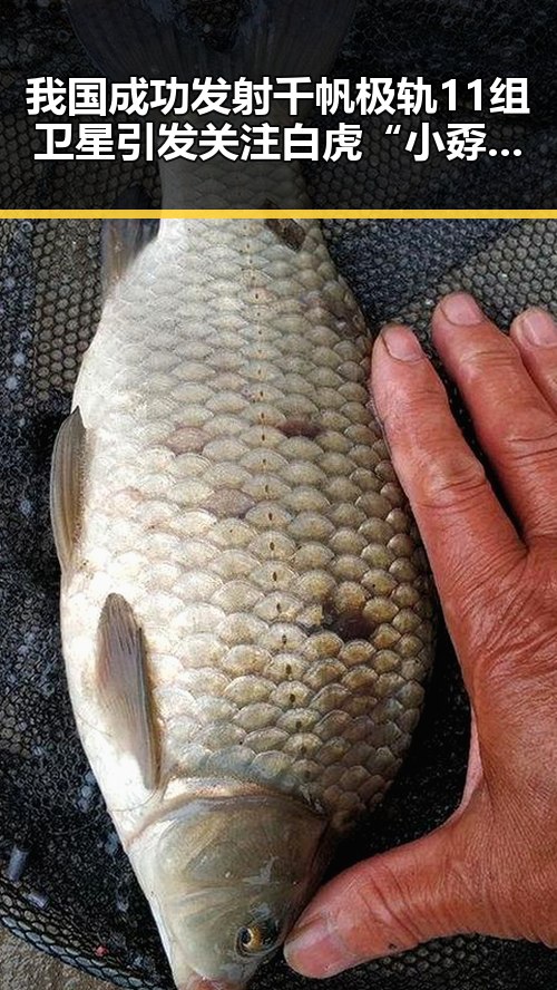 我国成功发射千帆极轨11组卫星引发关注 白虎“小孬”意外离世成焦点